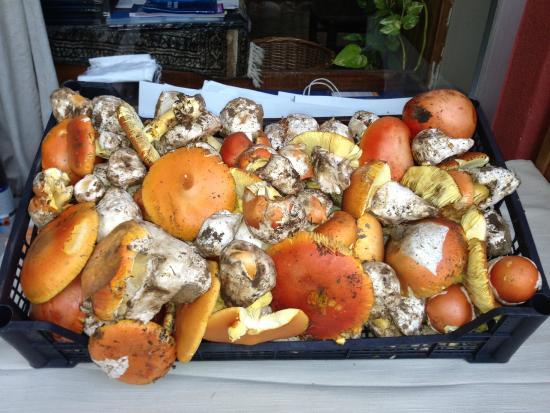 Ristorante Pizzeria al Monterosso