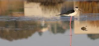 Saline Nature Reserve Priolo