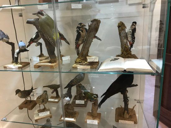 Musée Francisco Minà Palumbo