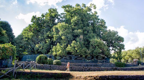 Châtaignier des cent chevaux