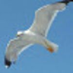 Number One Bar Pizzeria